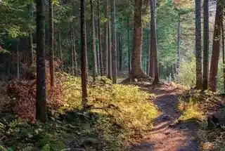 forest_trail